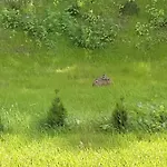 Zamkowe Wzgorze